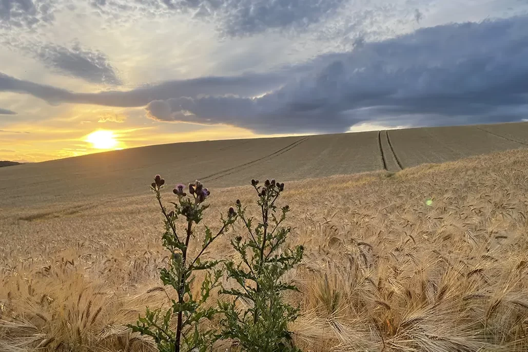 Why Taesea is the Go-To Partner for Design and Marketing in Fife