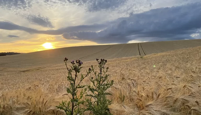 Why Taesea is the Go-To Partner for Design and Marketing in Fife